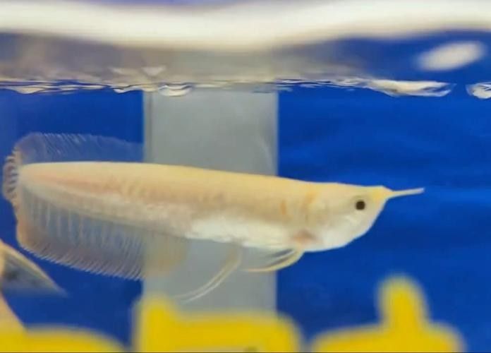 黑背銀龍魚 黑背銀龍魚 龍魚百科 第2張