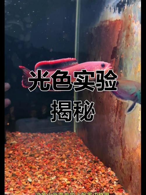 龍魚誘色燈