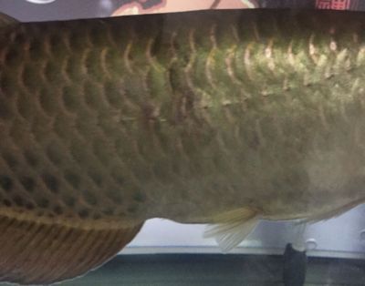 龍魚掉鱗最簡單的恢復(fù)：龍魚掉鱗后的恢復(fù)步驟和建議和建議，龍魚恢復(fù)期間的日常護(hù)理