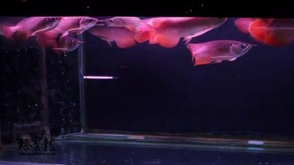 粗線和龍魚混養會影響水質嗎：粗線和龍魚混養會影響水質嗎， 粗線和龍魚混養會影響水質嗎：粗線和龍魚混養會影響水質嗎， 龍魚百科 第1張