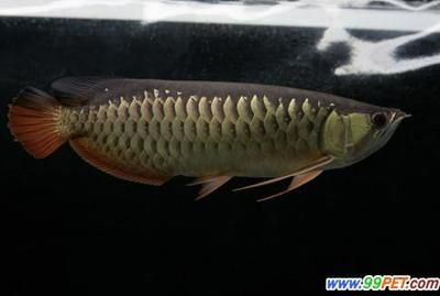 粗線和龍魚混養會影響水質嗎：粗線和龍魚混養會影響水質嗎， 粗線和龍魚混養會影響水質嗎：粗線和龍魚混養會影響水質嗎， 龍魚百科 第3張