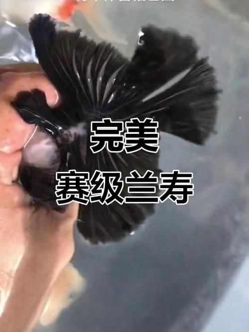 賽級蘭壽金魚圖片 龍魚百科 第2張 賽級蘭壽金魚圖片 賽級蘭壽金魚圖片 龍魚百科 第2張
