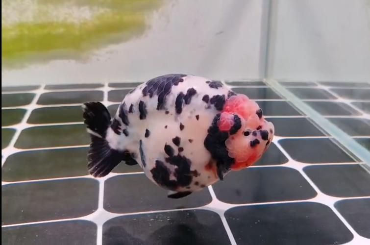 賽級蘭壽金魚圖片 龍魚百科 第1張 賽級蘭壽金魚圖片 賽級蘭壽金魚圖片 龍魚百科 第1張