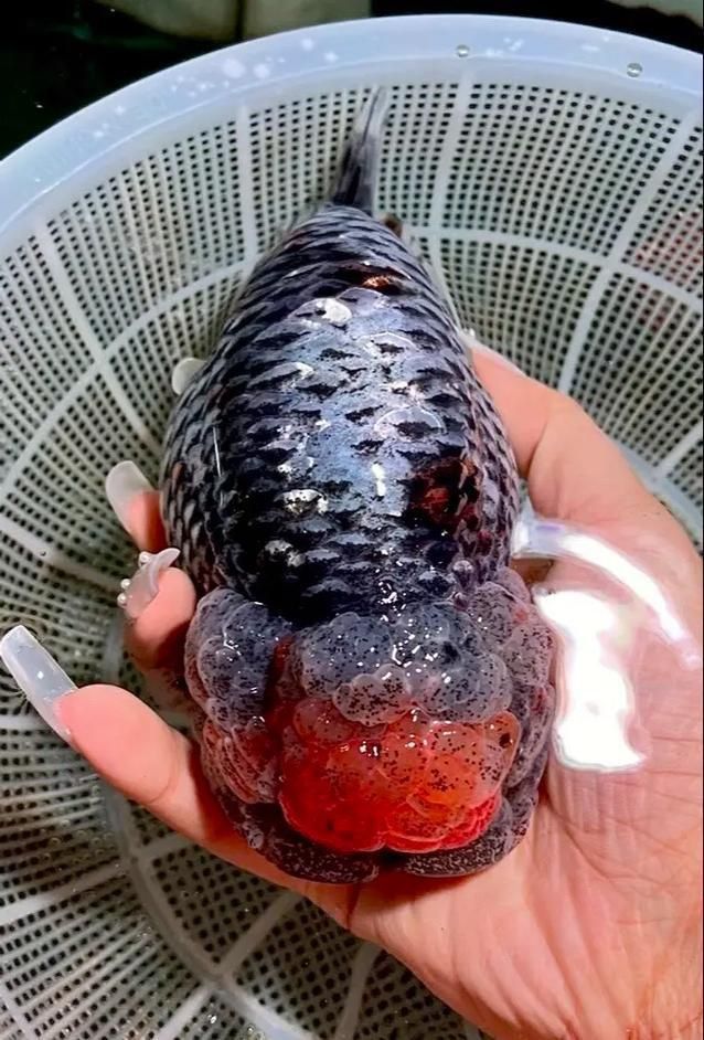 賽級蘭壽金魚圖片 龍魚百科 第3張 賽級蘭壽金魚圖片 賽級蘭壽金魚圖片 龍魚百科 第3張