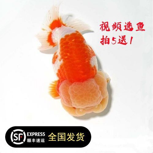 賽級蘭壽金魚圖片 龍魚百科 第7張 賽級蘭壽金魚圖片 賽級蘭壽金魚圖片 龍魚百科 第7張