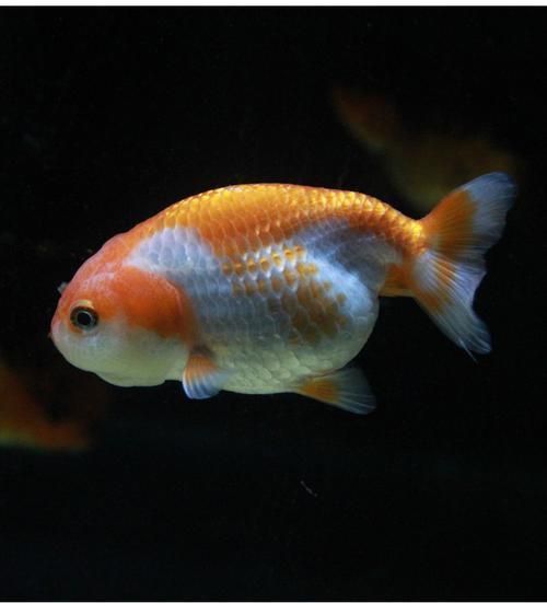 賽級蘭壽金魚圖片 龍魚百科 第9張 賽級蘭壽金魚圖片 賽級蘭壽金魚圖片 龍魚百科 第9張