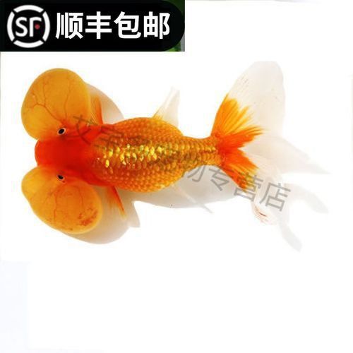 賽級蘭壽金魚圖片 龍魚百科 第8張 賽級蘭壽金魚圖片 賽級蘭壽金魚圖片 龍魚百科 第8張