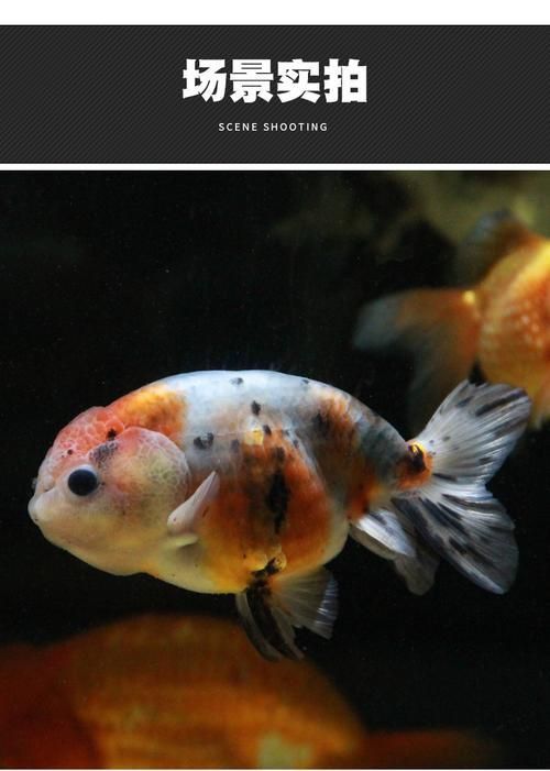 賽級蘭壽金魚圖片 龍魚百科 第5張 賽級蘭壽金魚圖片 賽級蘭壽金魚圖片 龍魚百科 第5張
