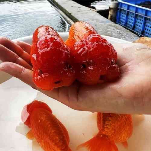 賽級蘭壽金魚圖片 龍魚百科 第4張 賽級蘭壽金魚圖片 賽級蘭壽金魚圖片 龍魚百科 第4張
