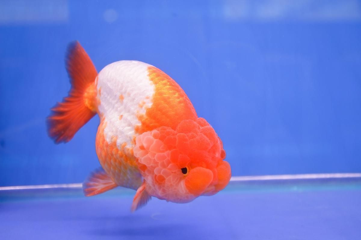 賽級蘭壽金魚圖片 龍魚百科 第11張 賽級蘭壽金魚圖片 賽級蘭壽金魚圖片 龍魚百科 第11張