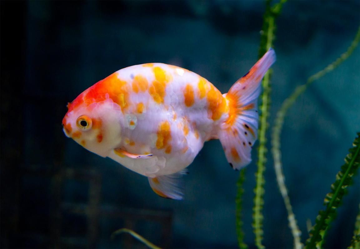 賽級蘭壽金魚圖片 龍魚百科 第13張 賽級蘭壽金魚圖片 賽級蘭壽金魚圖片 龍魚百科 第13張