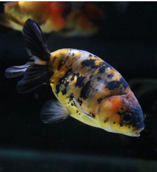 賽級蘭壽金魚圖片 龍魚百科 第12張 賽級蘭壽金魚圖片 賽級蘭壽金魚圖片 龍魚百科 第12張