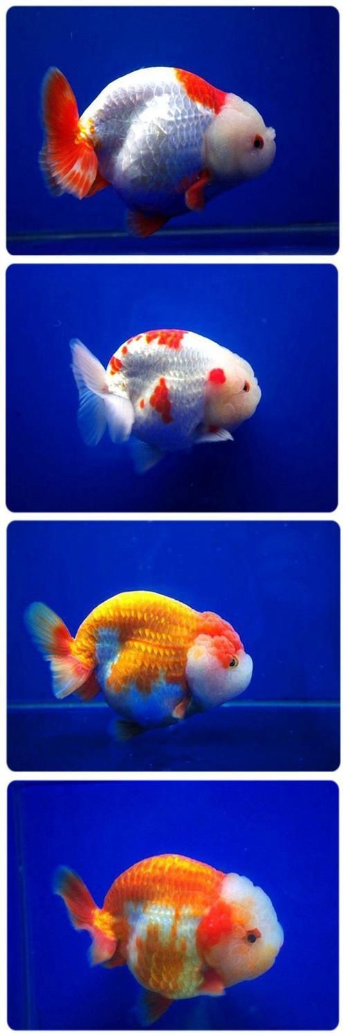 賽級蘭壽金魚圖片 龍魚百科 第17張 賽級蘭壽金魚圖片 賽級蘭壽金魚圖片 龍魚百科 第17張