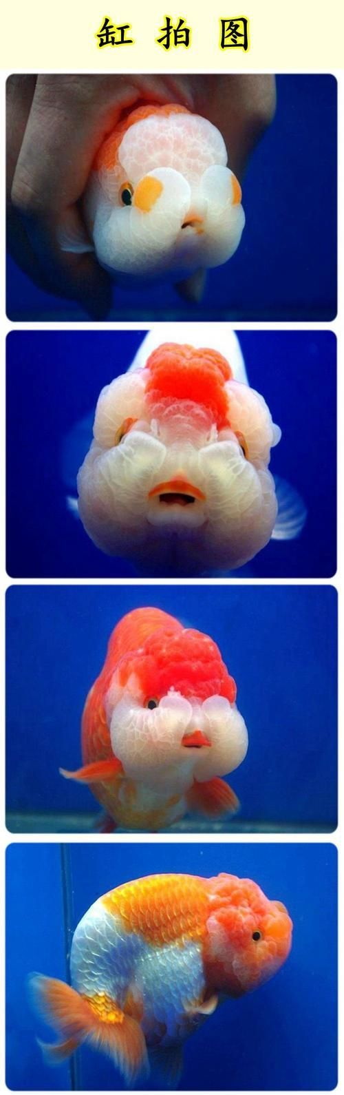 賽級蘭壽金魚圖片 龍魚百科 第15張 賽級蘭壽金魚圖片 賽級蘭壽金魚圖片 龍魚百科 第15張