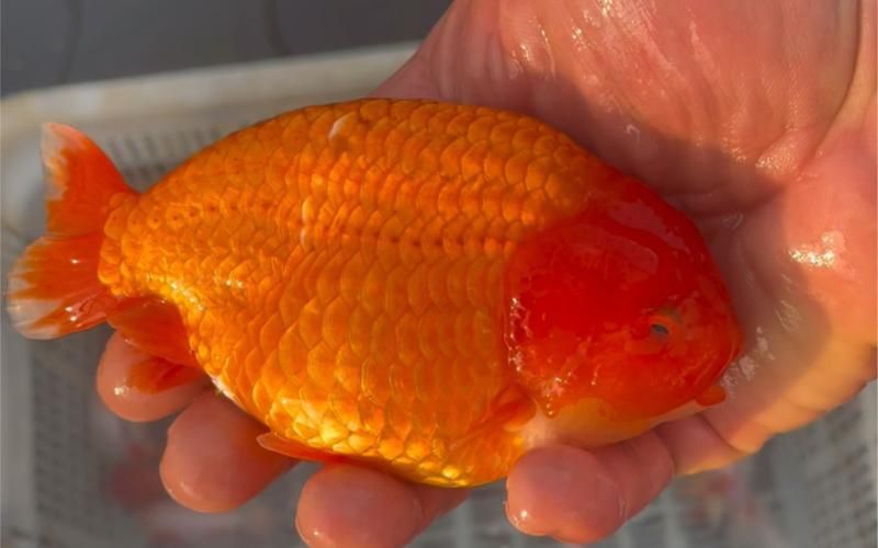 賽級蘭壽金魚圖片 龍魚百科 第14張 賽級蘭壽金魚圖片 賽級蘭壽金魚圖片 龍魚百科 第14張