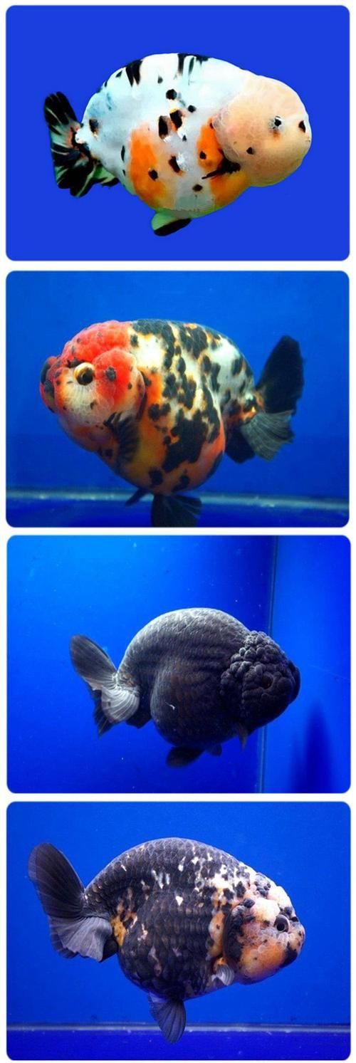 賽級蘭壽金魚圖片 龍魚百科 第16張 賽級蘭壽金魚圖片 賽級蘭壽金魚圖片 龍魚百科 第16張