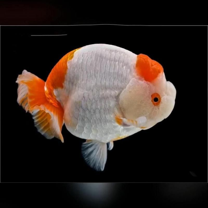 賽級蘭壽金魚圖片 龍魚百科 第18張 賽級蘭壽金魚圖片 賽級蘭壽金魚圖片 龍魚百科 第18張