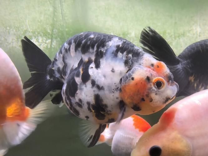 賽級蘭壽金魚圖片 龍魚百科 第19張 賽級蘭壽金魚圖片 賽級蘭壽金魚圖片 龍魚百科 第19張