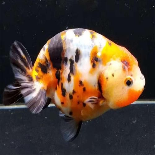 賽級蘭壽金魚圖片 龍魚百科 第20張 賽級蘭壽金魚圖片 賽級蘭壽金魚圖片 龍魚百科 第20張