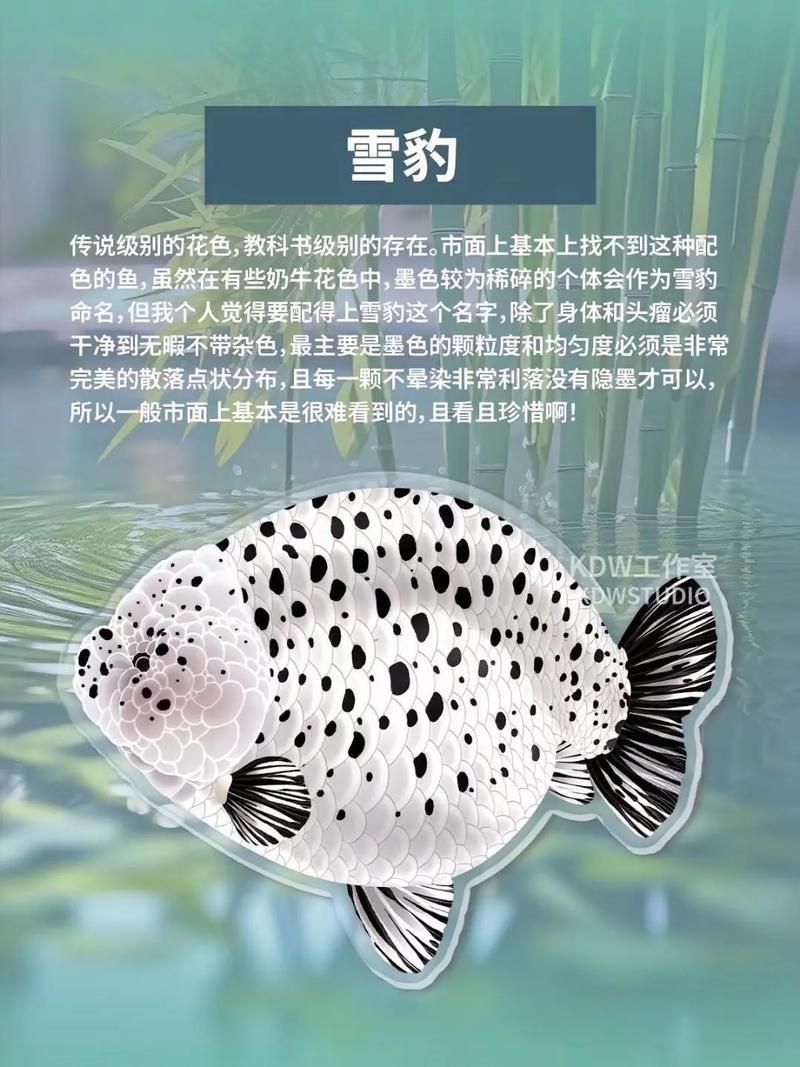賽級蘭壽金魚圖片 龍魚百科 第22張 賽級蘭壽金魚圖片 賽級蘭壽金魚圖片 龍魚百科 第22張