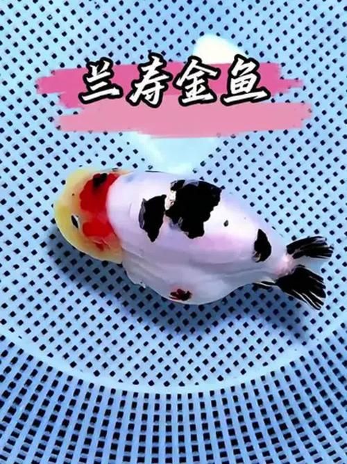 賽級蘭壽金魚圖片 龍魚百科 第23張 賽級蘭壽金魚圖片 賽級蘭壽金魚圖片 龍魚百科 第23張