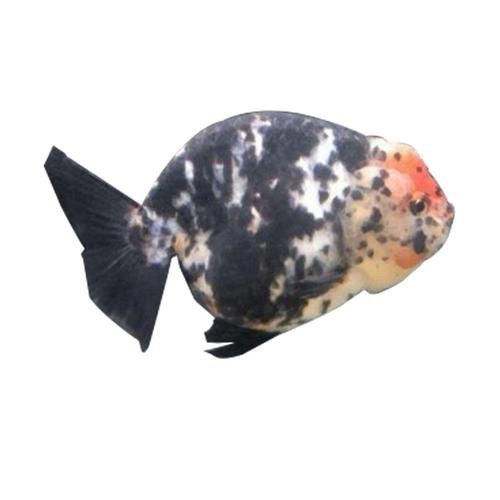 賽級蘭壽金魚圖片 龍魚百科 第24張 賽級蘭壽金魚圖片 賽級蘭壽金魚圖片 龍魚百科 第24張