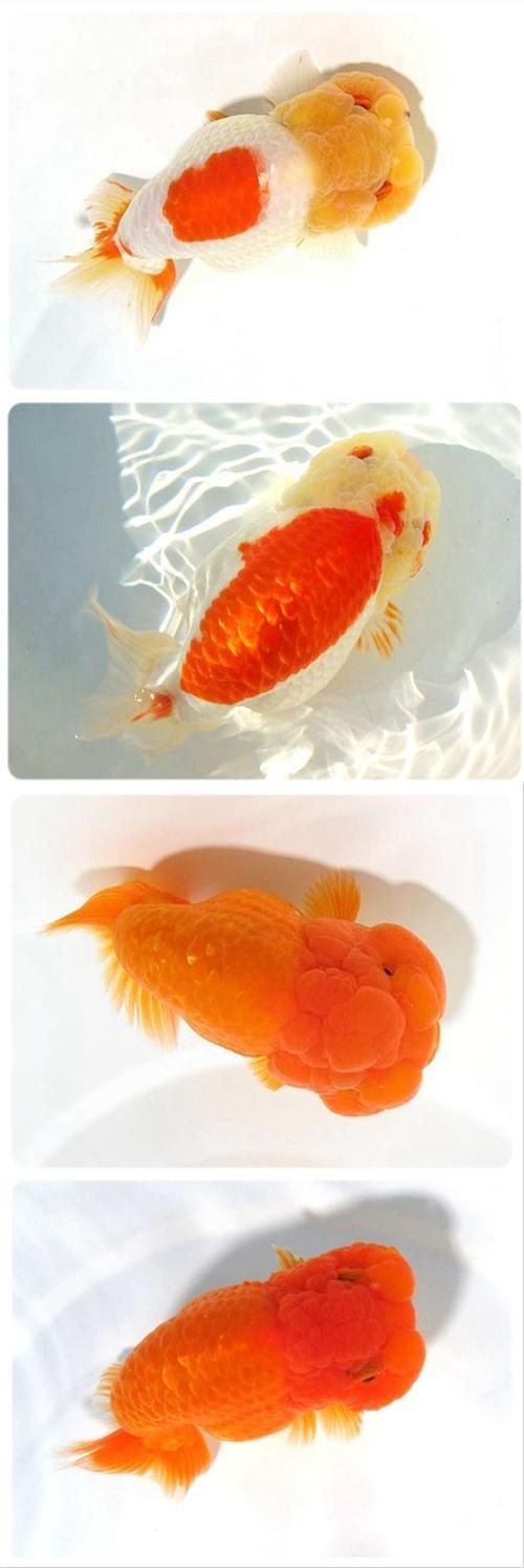 賽級蘭壽金魚圖片 龍魚百科 第25張 賽級蘭壽金魚圖片 賽級蘭壽金魚圖片 龍魚百科 第25張