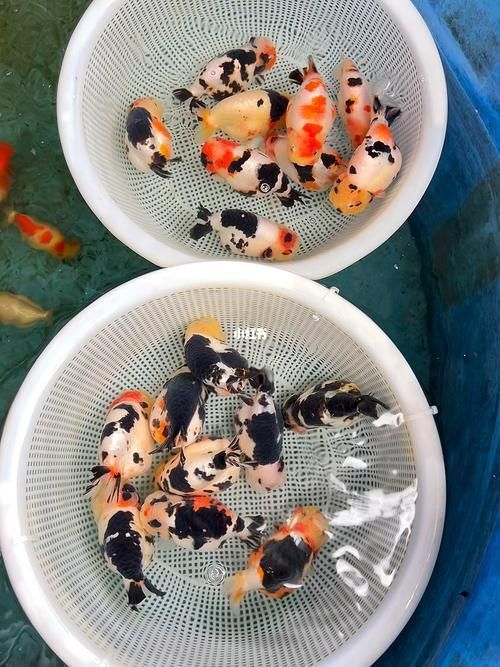 賽級蘭壽金魚圖片 龍魚百科 第26張 賽級蘭壽金魚圖片 賽級蘭壽金魚圖片 龍魚百科 第26張