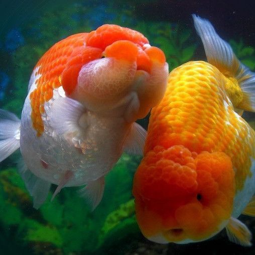 賽級蘭壽金魚圖片 龍魚百科 第28張 賽級蘭壽金魚圖片 賽級蘭壽金魚圖片 龍魚百科 第28張