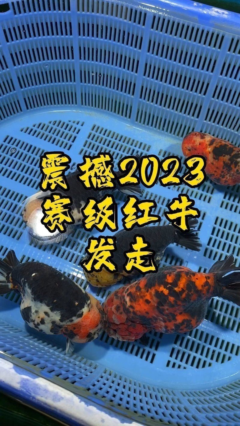 賽級蘭壽金魚圖片 龍魚百科 第30張 賽級蘭壽金魚圖片 賽級蘭壽金魚圖片 龍魚百科 第30張