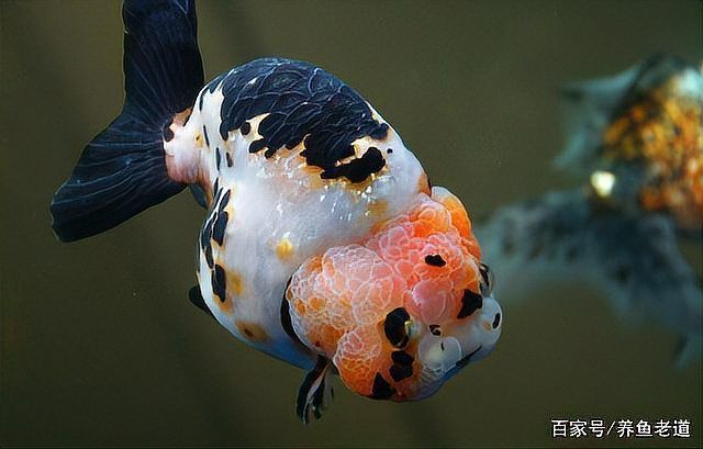 賽級蘭壽金魚圖片 龍魚百科 第27張 賽級蘭壽金魚圖片 賽級蘭壽金魚圖片 龍魚百科 第27張