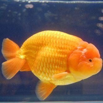 賽級蘭壽金魚圖片 龍魚百科 第31張 賽級蘭壽金魚圖片 賽級蘭壽金魚圖片 龍魚百科 第31張
