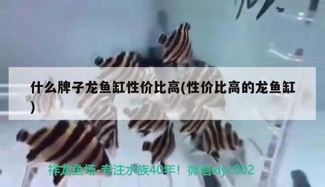 龍魚有什么風(fēng)水作用和禁忌：龍魚養(yǎng)殖的風(fēng)水禁忌