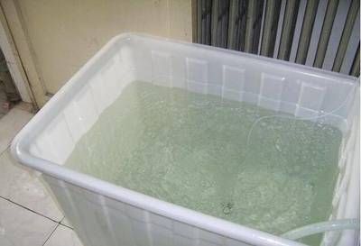 龍魚缸用什么清潔魚最好：清潔龍魚缸的魚類種類及其詳細(xì)信息