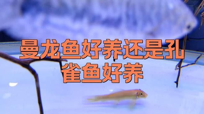 孔雀魚和曼龍魚哪個(gè)好養(yǎng)一點(diǎn)兒