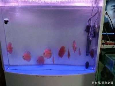 廣州大型魚缸定做o祥龍魚場（廣州大型魚缸定做-祥龍魚場） 廣州大型魚缸定做o祥龍魚場（廣州大型魚缸定做-祥龍魚場） 龍魚百科 第6張