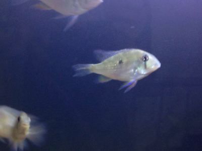 廣州大型魚缸定做o祥龍魚場（廣州大型魚缸定做-祥龍魚場） 廣州大型魚缸定做o祥龍魚場（廣州大型魚缸定做-祥龍魚場） 龍魚百科 第7張