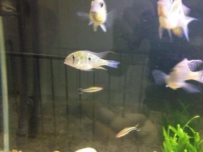 廣州大型魚缸定做o祥龍魚場（廣州大型魚缸定做-祥龍魚場） 廣州大型魚缸定做o祥龍魚場（廣州大型魚缸定做-祥龍魚場） 龍魚百科 第2張