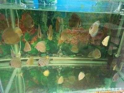 廣州大型魚缸定做o祥龍魚場（廣州大型魚缸定做-祥龍魚場） 廣州大型魚缸定做o祥龍魚場（廣州大型魚缸定做-祥龍魚場） 龍魚百科 第3張