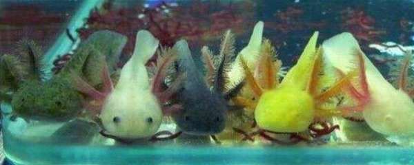 恐龍魚飼養(yǎng)方法，恐龍魚的飼養(yǎng)方法 恐龍魚飼養(yǎng)方法，恐龍魚的飼養(yǎng)方法 龍魚百科 第1張