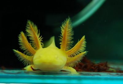 恐龍魚飼養(yǎng)方法，恐龍魚的飼養(yǎng)方法 恐龍魚飼養(yǎng)方法，恐龍魚的飼養(yǎng)方法 龍魚百科 第4張