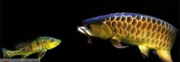 金龍魚能和神仙混養嗎視頻【金龍魚和七彩神仙魚混養成功的案例視頻中的混養成功】