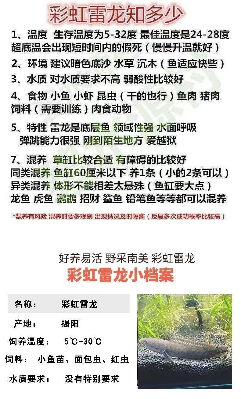雷龍魚價格表大全