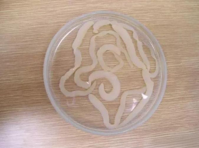 金龍魚驅蟲后多久恢復正常