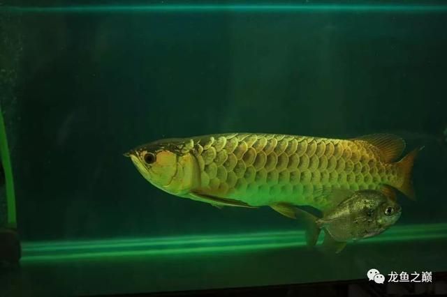 龍魚幾點到幾點開燈（金龍魚的開燈時間方案）