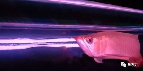 龍魚幾點到幾點開燈（金龍魚的開燈時間方案）