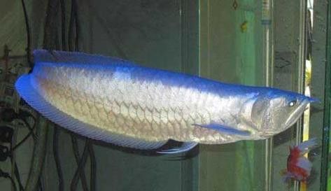 公銀龍魚圖片