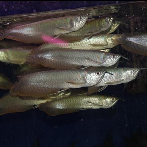 公銀龍魚圖片