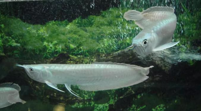 公銀龍魚圖片