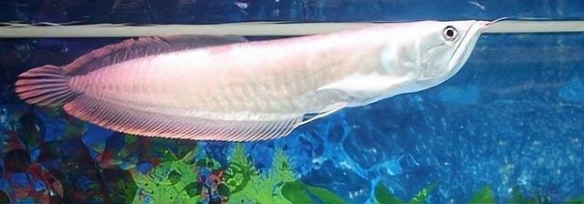 銀龍魚苗水溫多少合適喂食呢視頻 銀龍魚苗水溫多少合適喂食呢視頻 龍魚百科 第3張